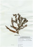 藏品(脈膜藻)的圖片